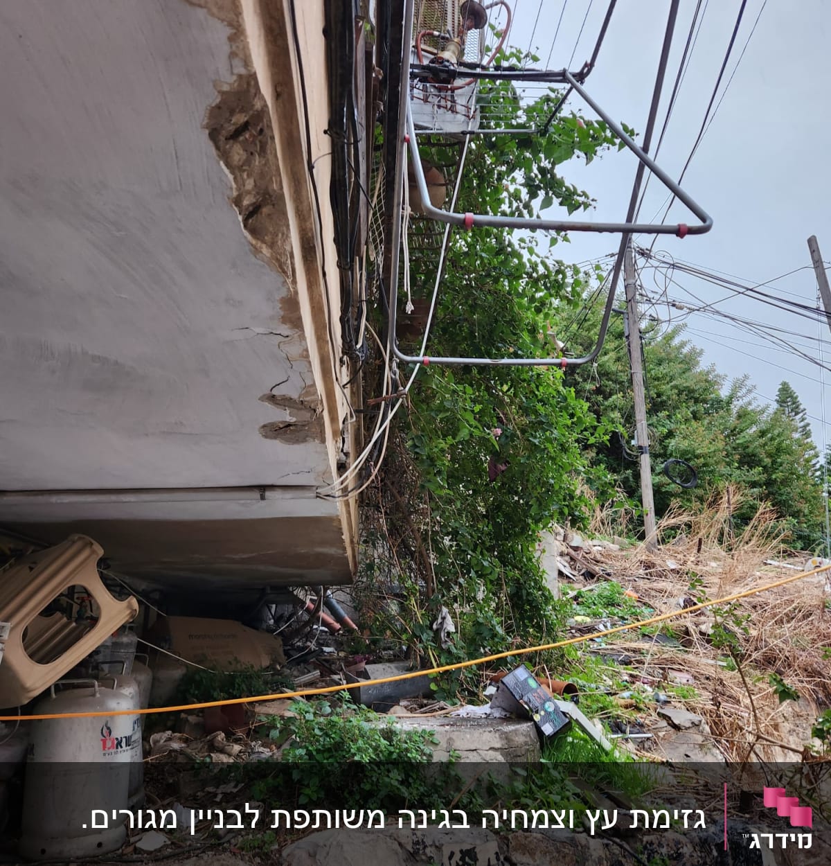 צמחים מטפסים על קיר ליד מבנה עם חוטי חשמל